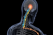 Quel est l'effet des jeux vidéo d'action sur le cerveau ?