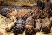 Une quarantaine de momies de 2.000 ans découvertes en Égypte