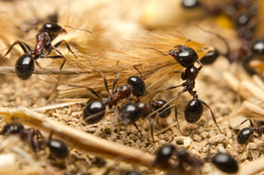Comment les fourmis retrouvent leur nid